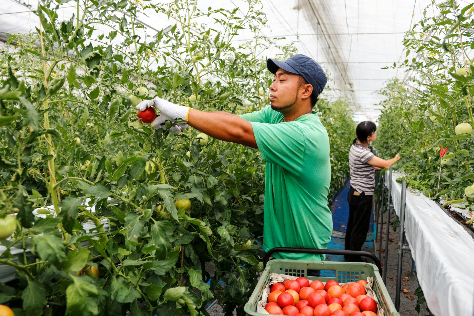 タカギ農場｜直売所・レストラン・通販｜新潟県新潟市北区